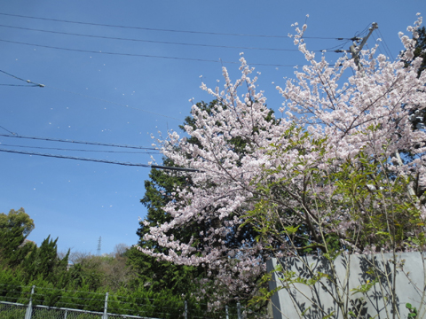 130404 舞う桜.jpg